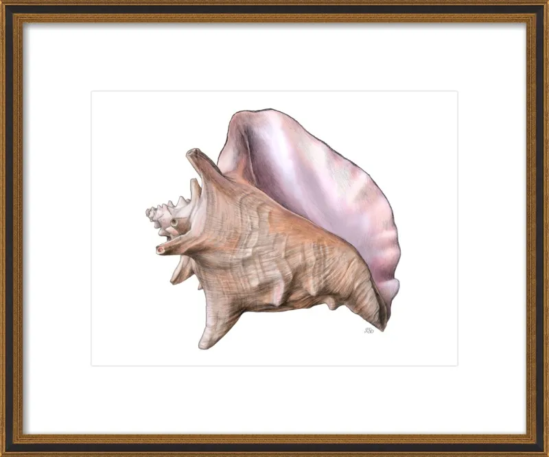 Queen conch  by Emily S. Damstra for Artfully Walls