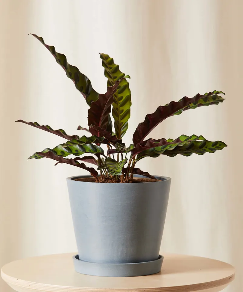 Calathea Rattlesnake, Slate Pot