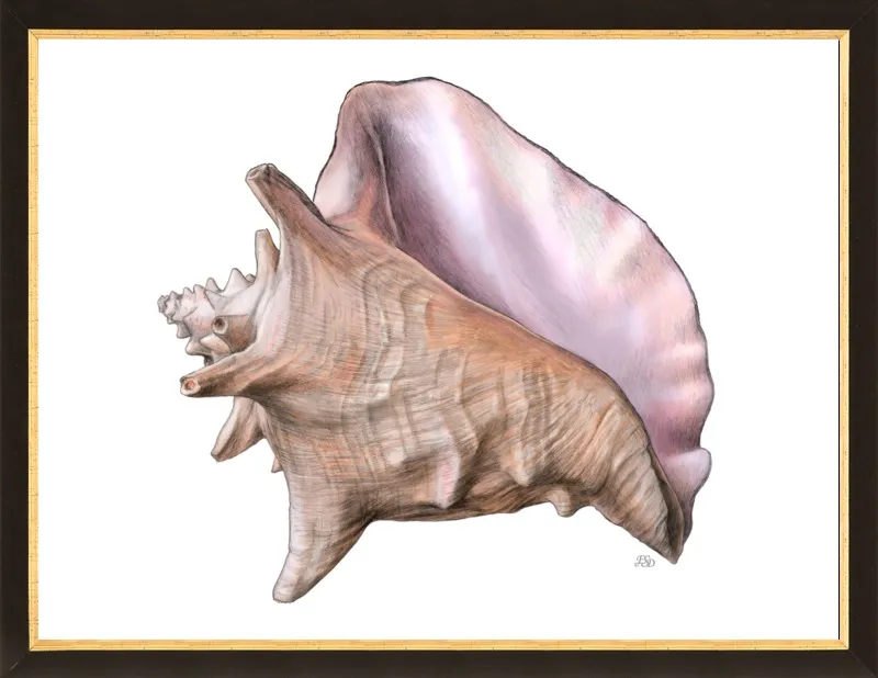 Queen conch  by Emily S. Damstra for Artfully Walls
