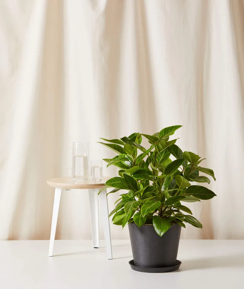 Ficus Altissima Bush -  Charcoal