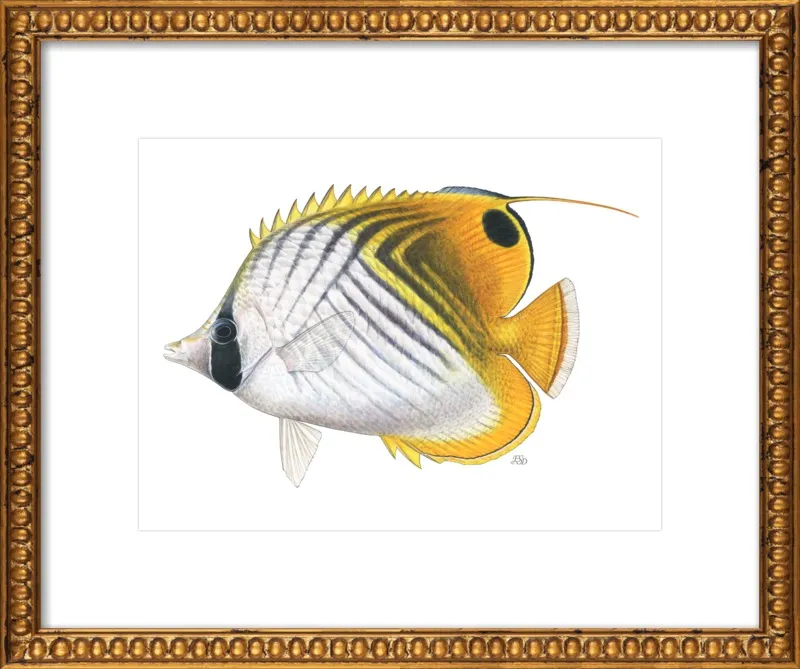 Threadfin butterflyfish by Emily S. Damstra for Artfully Walls