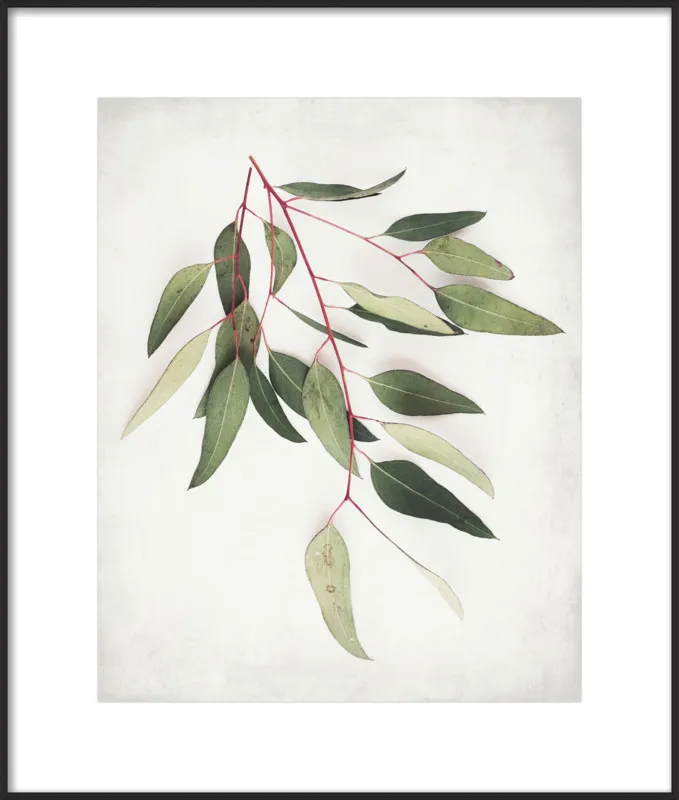 Eucalyptus Sprig One by Lupen Grainne for Artfully Walls