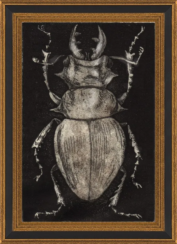 Grey Beetle on Black by Tennopent Sooster for Artfully Walls