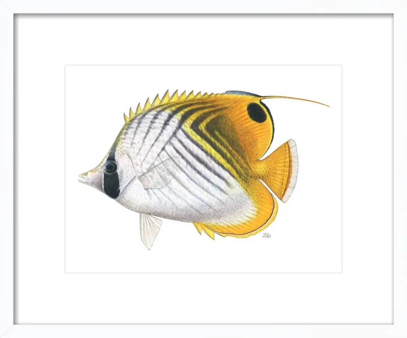 Threadfin butterflyfish by Emily S. Damstra for Artfully Walls