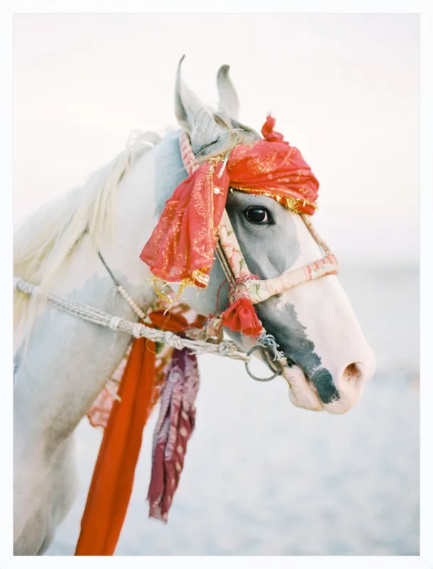 Marwari by Andrew Jacona for Artfully Walls