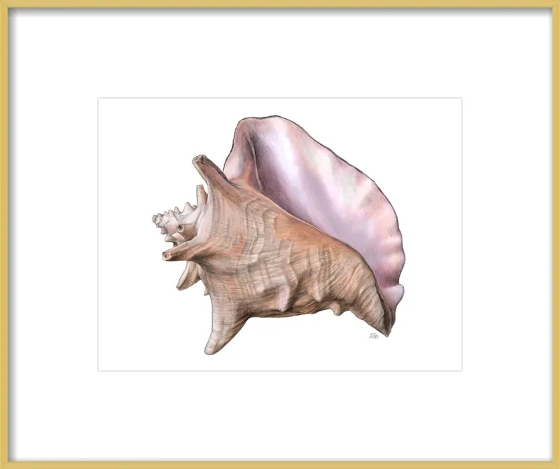 Queen conch  by Emily S. Damstra for Artfully Walls