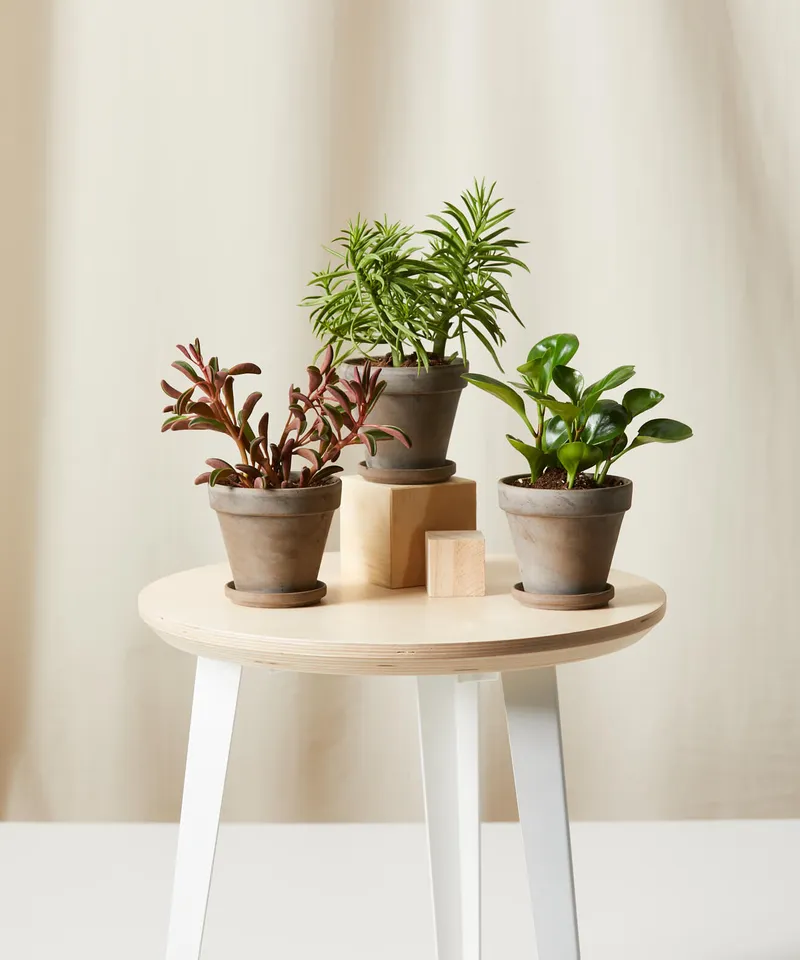 Pet-Peromia Collection -  Basalt