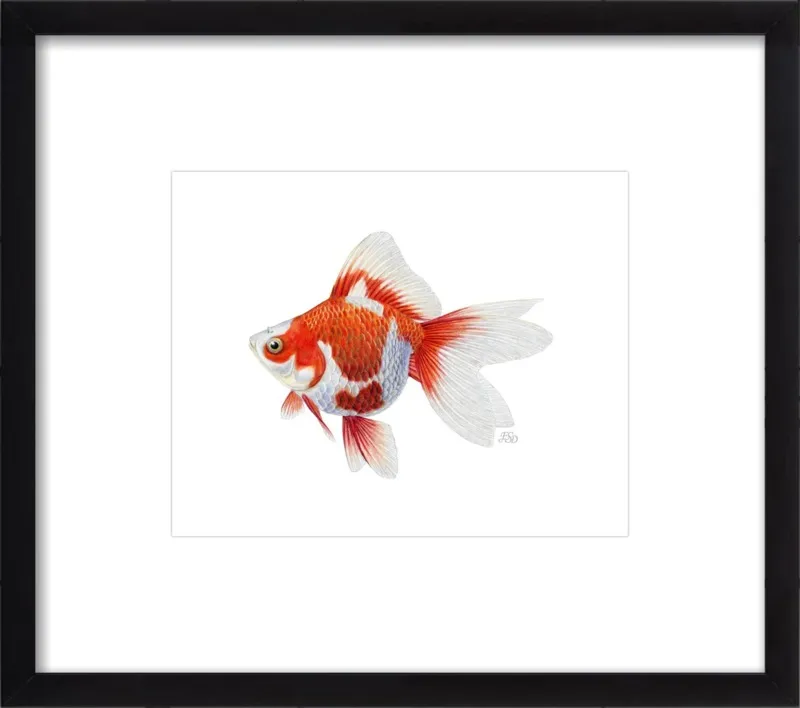 Japanese ryukin goldfish by Emily S. Damstra for Artfully Walls