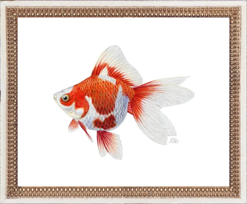 Japanese ryukin goldfish by Emily S. Damstra for Artfully Walls