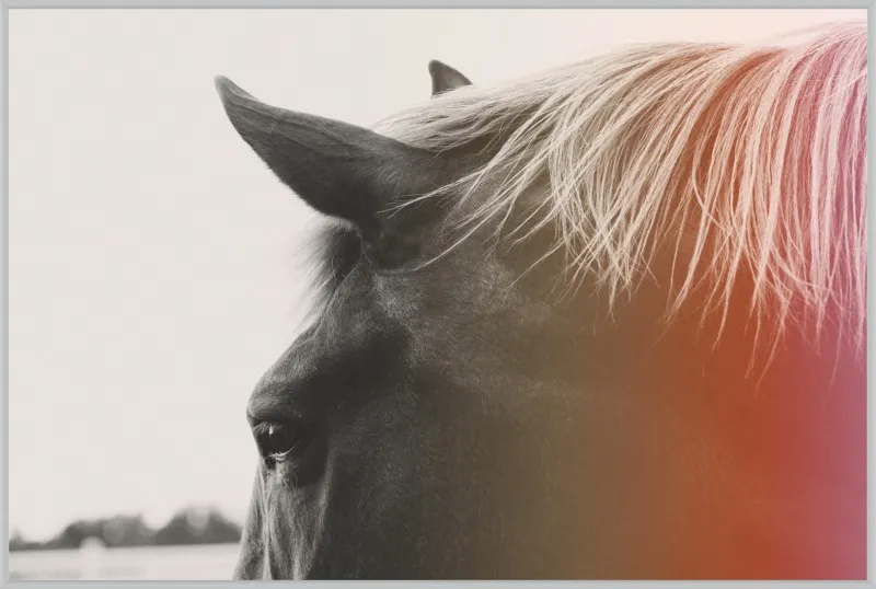 Pink Pony by Alicia Bock for Artfully Walls