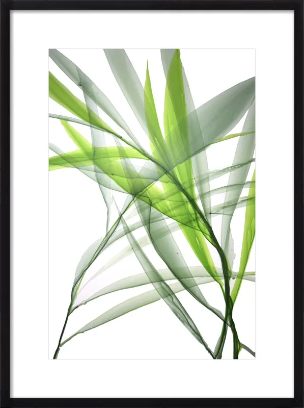 Tropical Study no. 3 by Marina Dunbar  for Artfully Walls