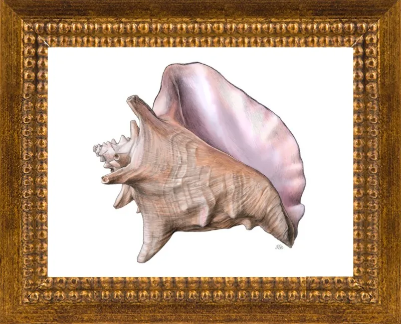 Queen conch  by Emily S. Damstra for Artfully Walls