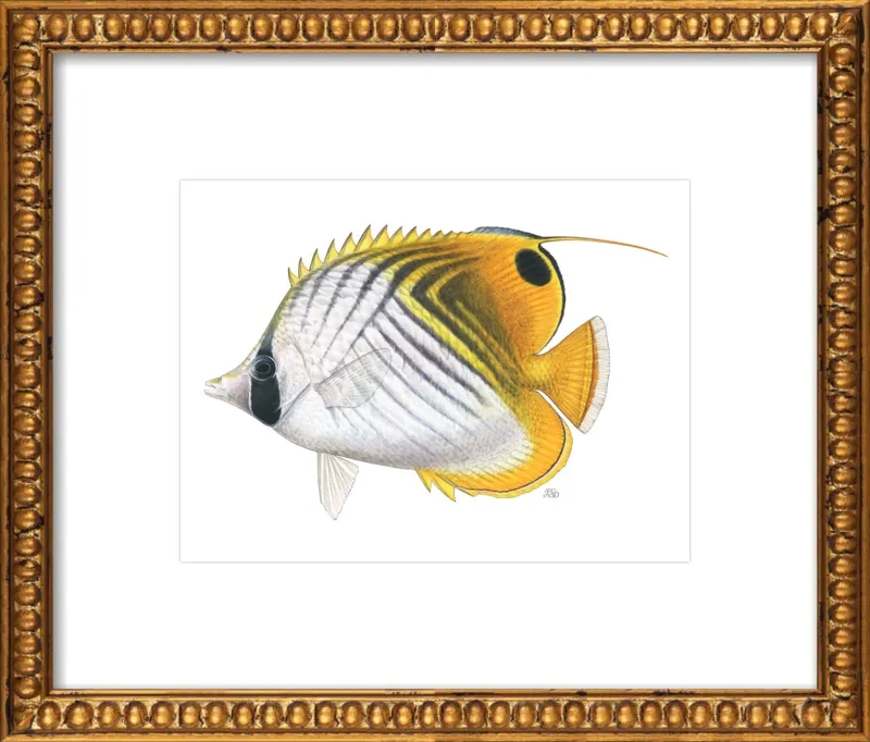 Threadfin butterflyfish by Emily S. Damstra for Artfully Walls