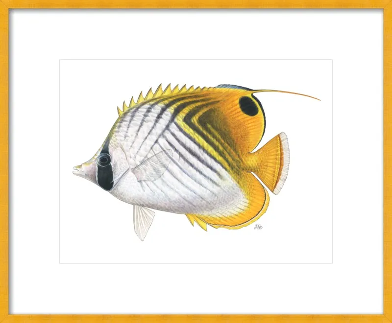 Threadfin butterflyfish by Emily S. Damstra for Artfully Walls