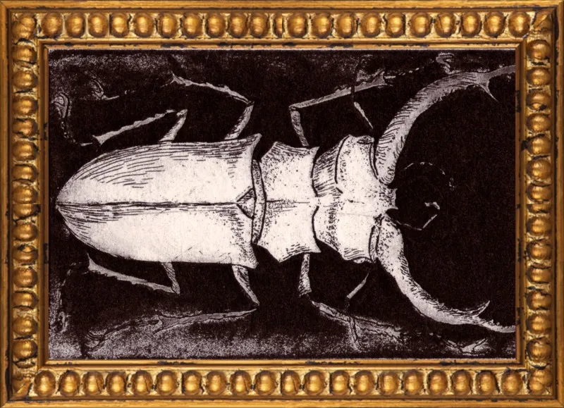 White Beetle on Dark Brown by Tennopent Sooster for Artfully Walls