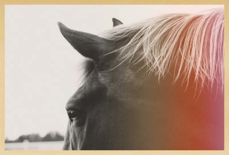 Pink Pony by Alicia Bock for Artfully Walls