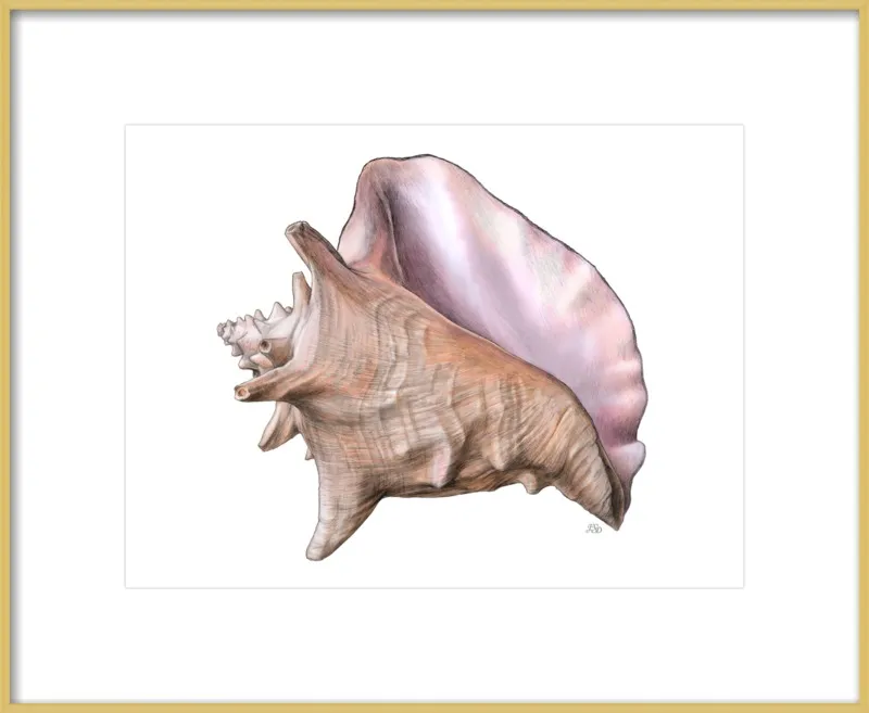 Queen conch  by Emily S. Damstra for Artfully Walls