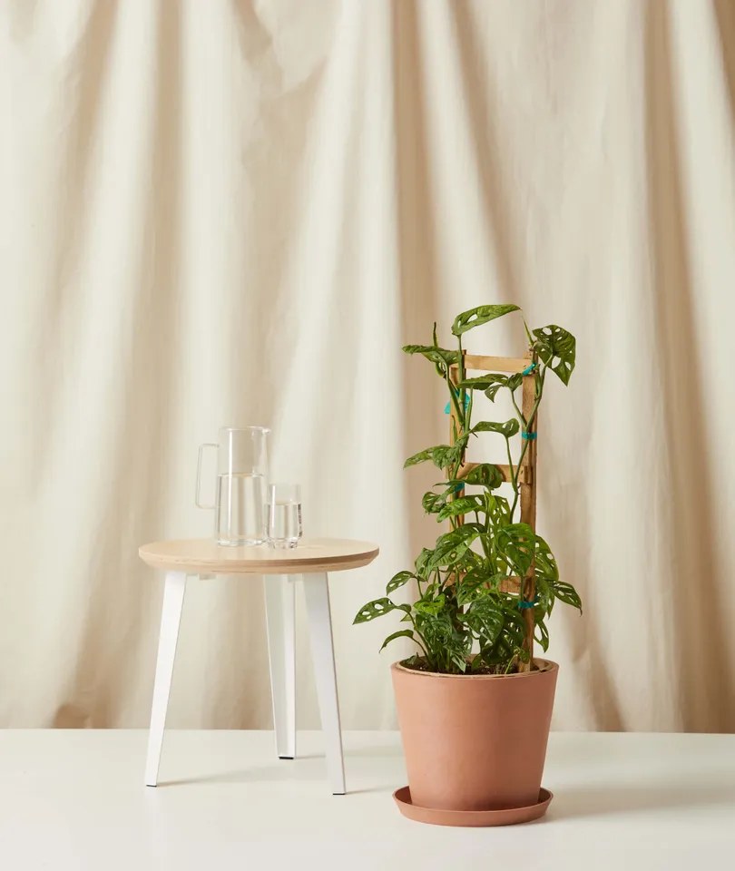 Monstera Adansonii Trellis -  Clay