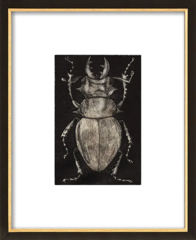 Grey Beetle on Black by Tennopent Sooster for Artfully Walls