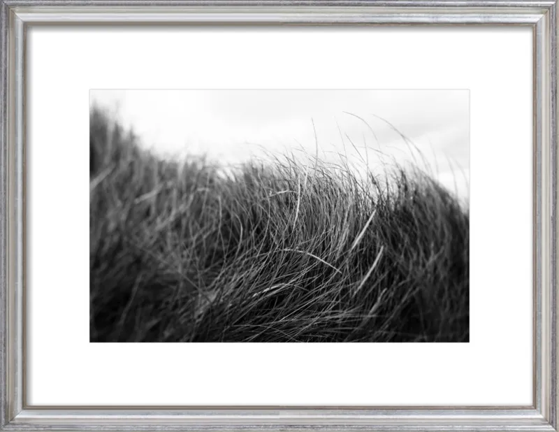 Beach Grass #3 by Alicia Bock for Artfully Walls