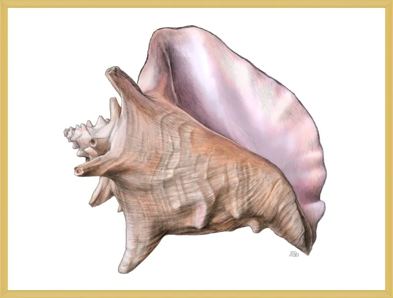 Queen conch  by Emily S. Damstra for Artfully Walls