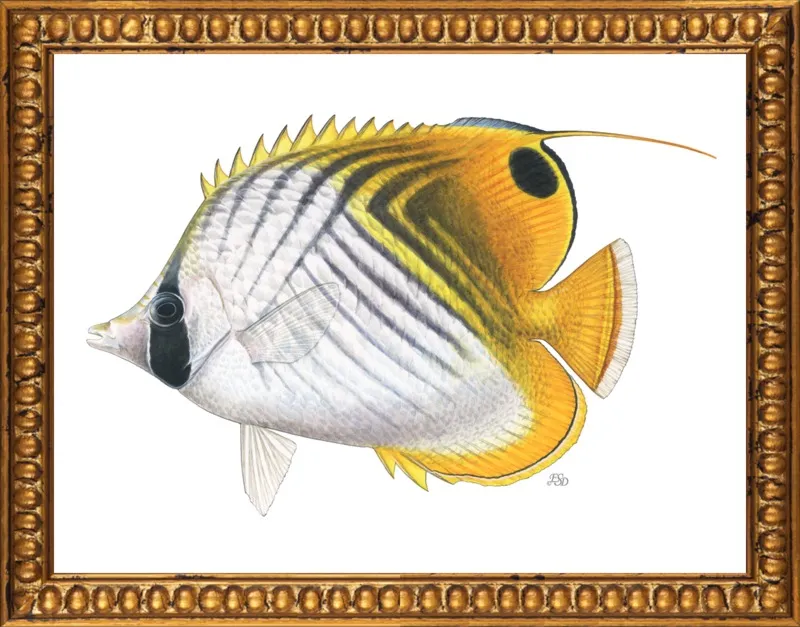 Threadfin butterflyfish by Emily S. Damstra for Artfully Walls