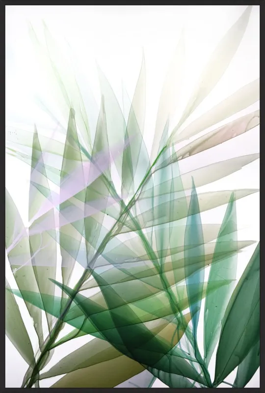Tropical Study no. 8 by Marina Dunbar  for Artfully Walls