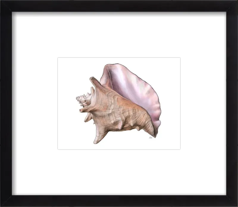 Queen conch  by Emily S. Damstra for Artfully Walls
