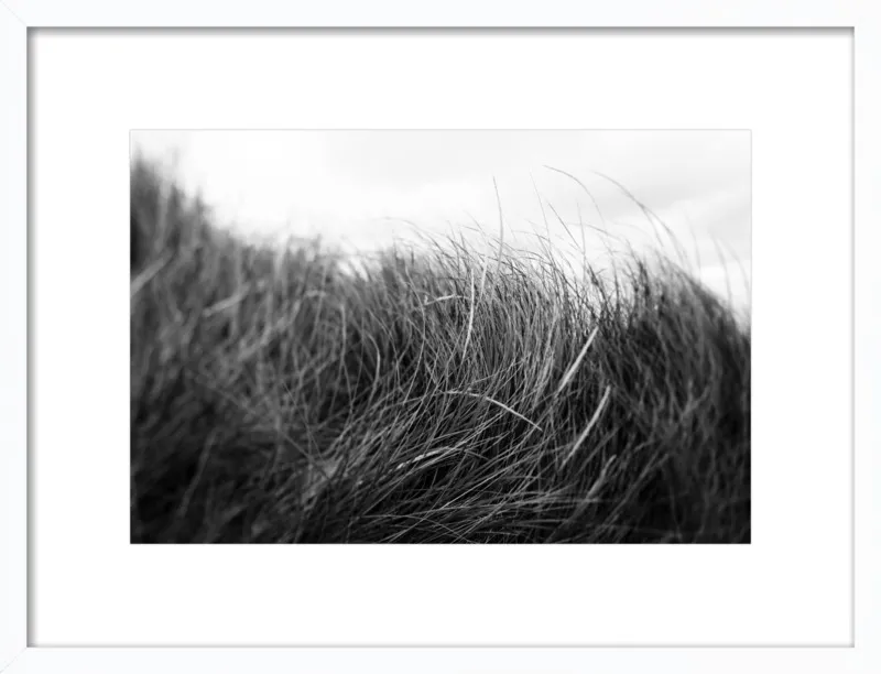 Beach Grass #3 by Alicia Bock for Artfully Walls