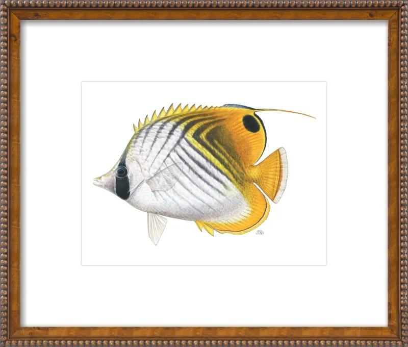 Threadfin butterflyfish by Emily S. Damstra for Artfully Walls