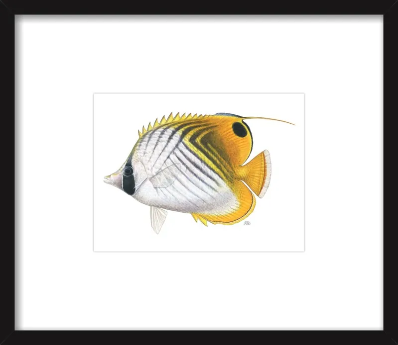 Threadfin butterflyfish by Emily S. Damstra for Artfully Walls