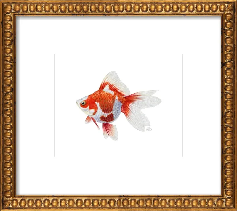 Japanese ryukin goldfish by Emily S. Damstra for Artfully Walls
