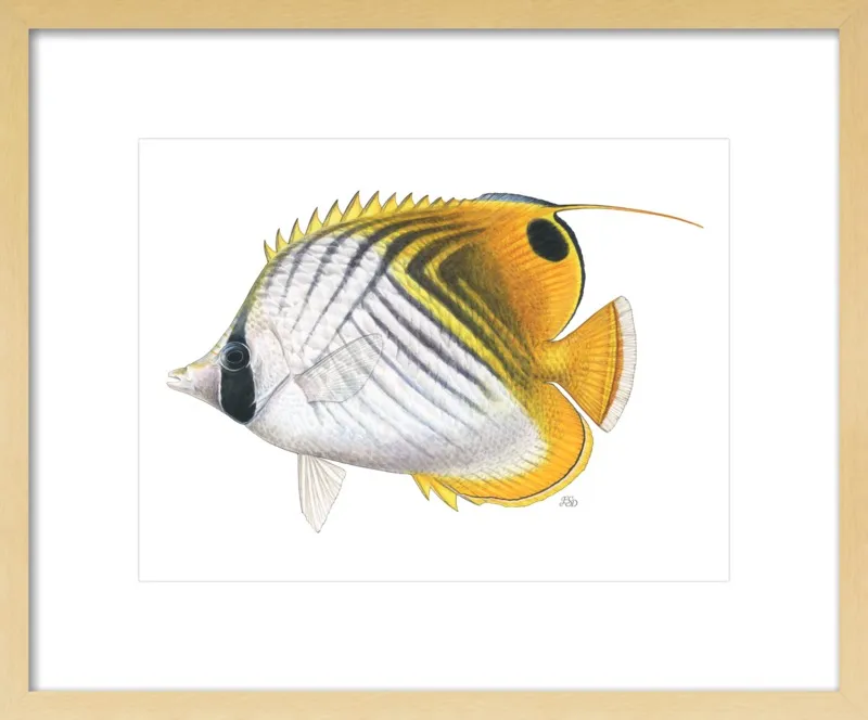 Threadfin butterflyfish by Emily S. Damstra for Artfully Walls