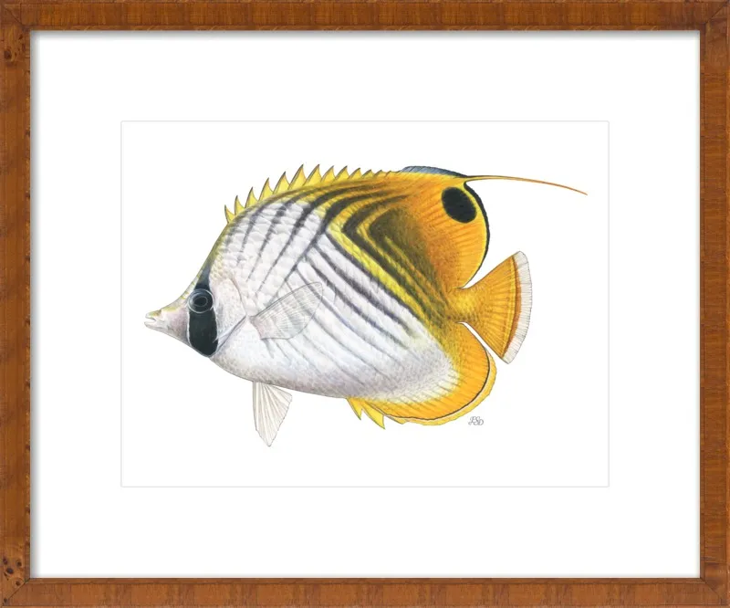 Threadfin butterflyfish by Emily S. Damstra for Artfully Walls