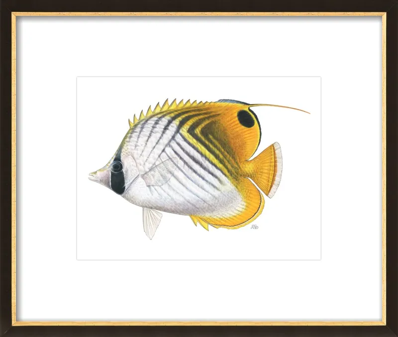 Threadfin butterflyfish by Emily S. Damstra for Artfully Walls