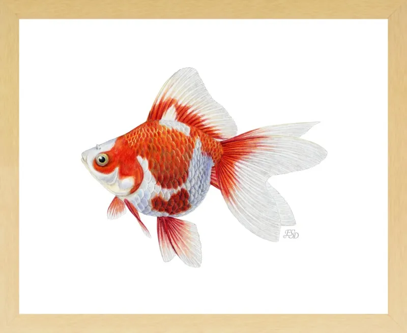 Japanese ryukin goldfish by Emily S. Damstra for Artfully Walls