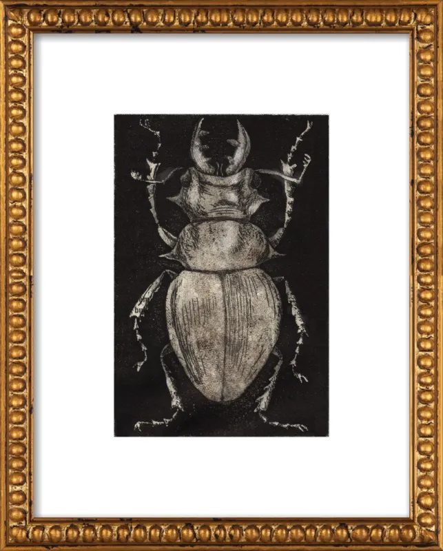 Grey Beetle on Black by Tennopent Sooster for Artfully Walls