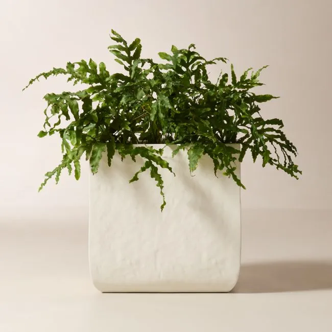 Leyla Ivory Faux Plaster Indoor/Outdoor XL Planter 23.5"H