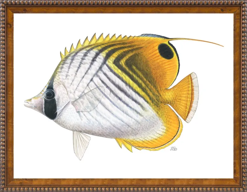 Threadfin butterflyfish by Emily S. Damstra for Artfully Walls