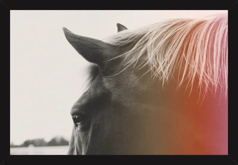 Pink Pony by Alicia Bock for Artfully Walls