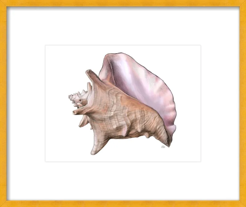 Queen conch  by Emily S. Damstra for Artfully Walls