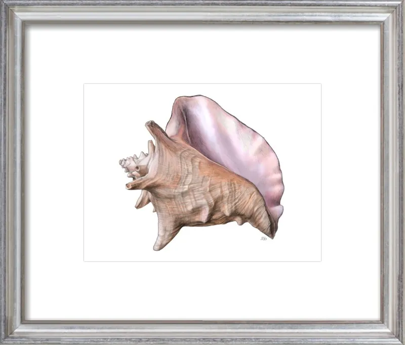 Queen conch  by Emily S. Damstra for Artfully Walls