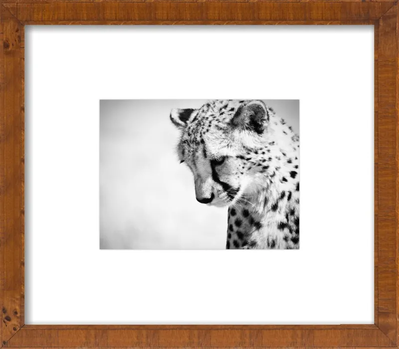 Cheetah VII by Beth Wold for Artfully Walls