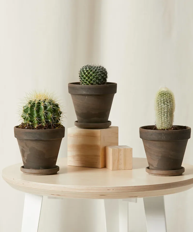 Cacti Collection -  Basalt