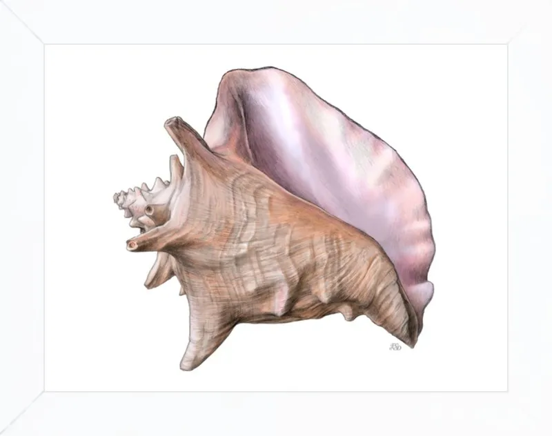 Queen conch  by Emily S. Damstra for Artfully Walls