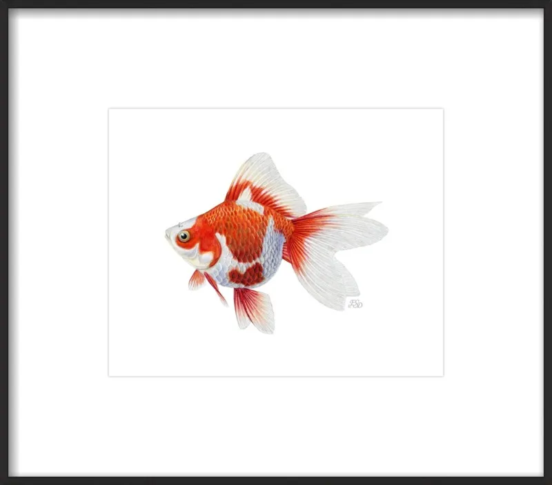 Japanese ryukin goldfish by Emily S. Damstra for Artfully Walls