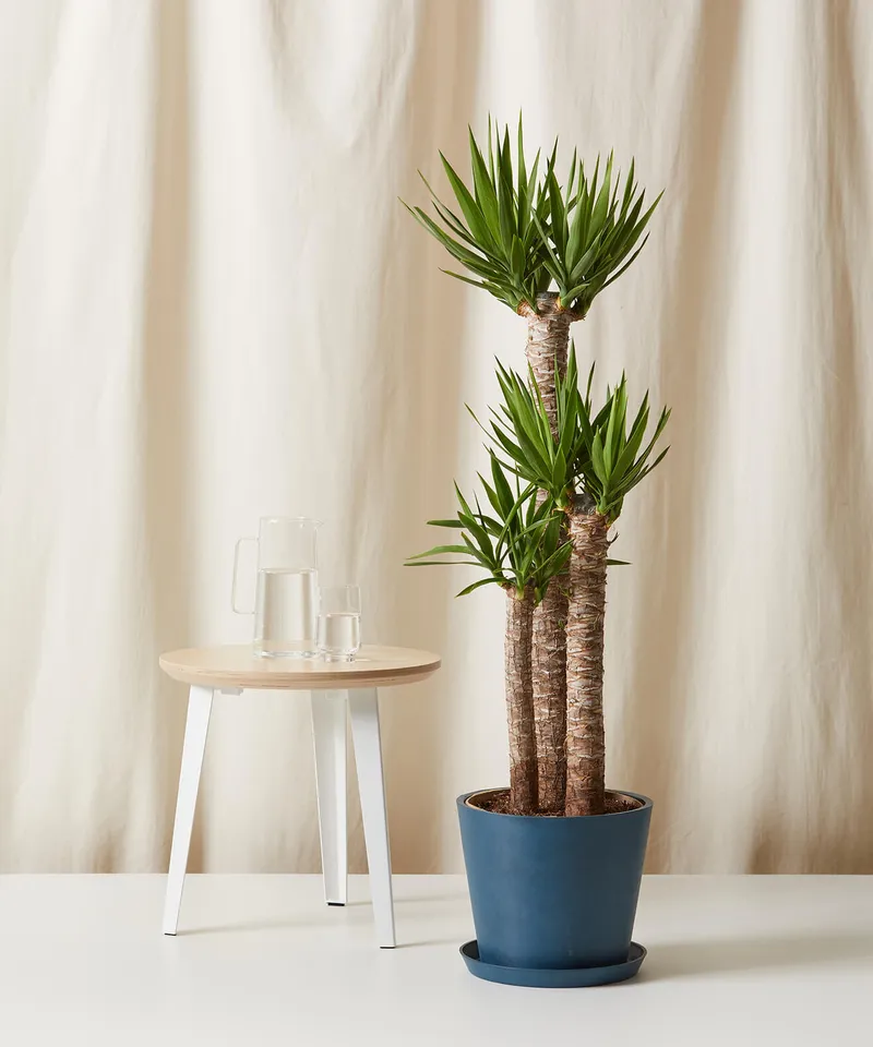 Staggered Yucca Cane -  Indigo