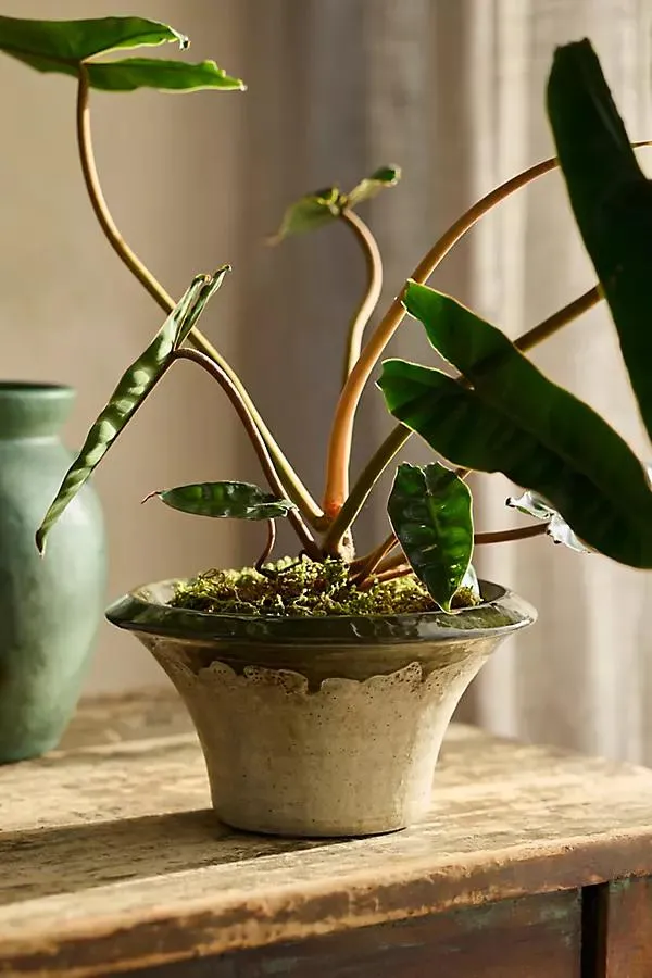 Natalia Terracotta Planter