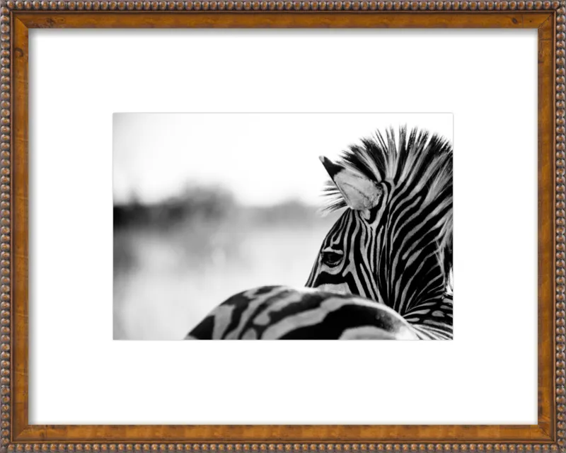 Abstract Zebra by Beth Wold for Artfully Walls