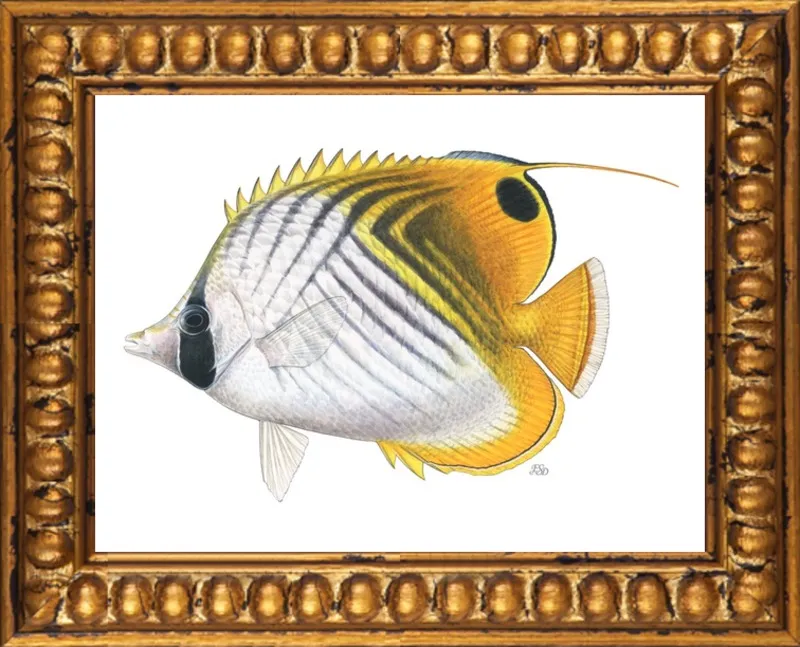 Threadfin butterflyfish by Emily S. Damstra for Artfully Walls
